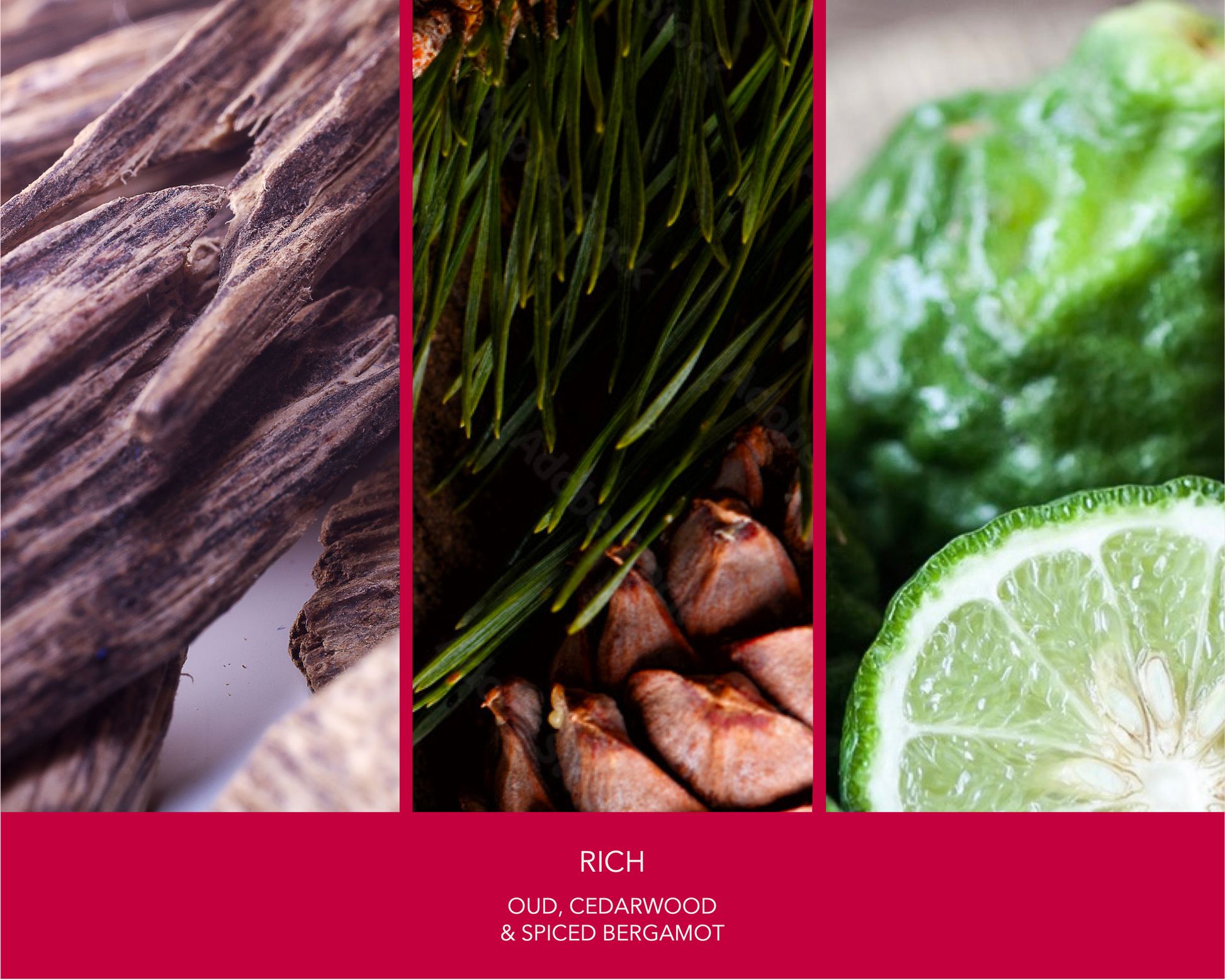 "Credence Rich men's shampoo bottle with oud cedarwood and spiced bergamot scent 300ml" Voted best shampoo. Award winning 